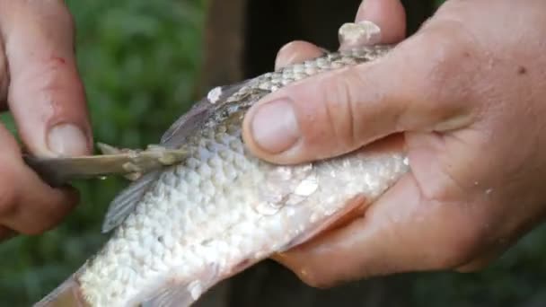 Macho manos fuertes de un pescador limpia peces vivos recién capturados de escamas vista de cerca
 - Imágenes, Vídeo