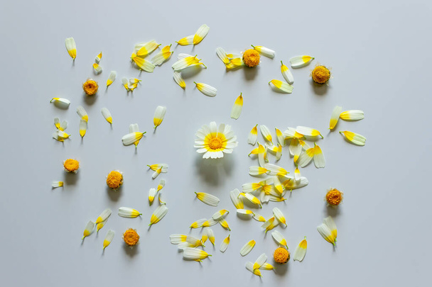  Chamomile and chamomile petals on white background. Guesses on camomile for love. - Φωτογραφία, εικόνα