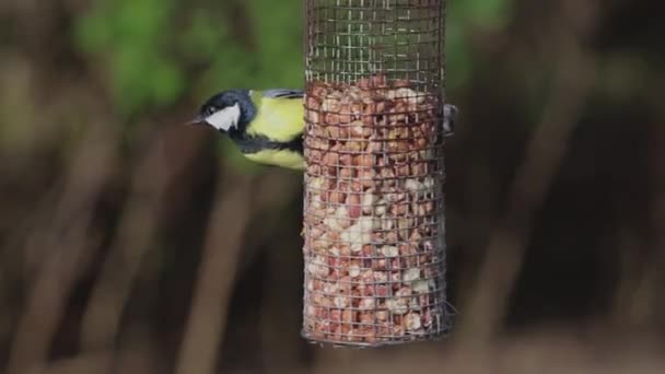 A Great Tit (Paris Major) Bird Feeding.  A close up recording of a great tit feeding from a peanut bird feeder in a domestic garden in northern England. - Felvétel, videó