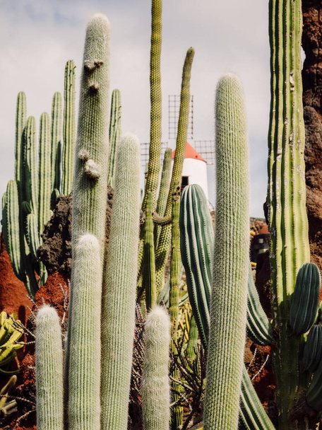 Amazing cactus plants and garden at Lanzarote island, Canary Islands - Photo, Image