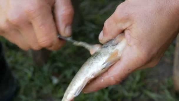 Kalastajan vahvat urospuoliset kädet puhdistavat tuoreita eläviä kaloja suomuista lähikuva
 - Materiaali, video