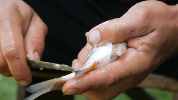 Homme mains fortes d'un pêcheur nettoie les poissons vivants fraîchement capturés des écailles vue de près
 - Séquence, vidéo
