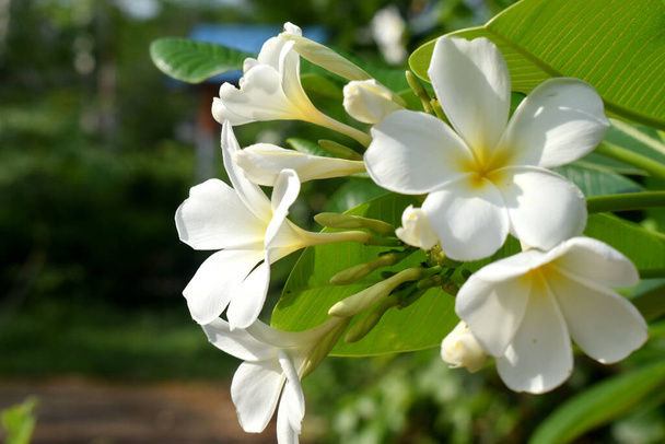 自然の上で美しい白黄色の花が背景にぼやけて、 (Plumeria, Frangipani) - 写真・画像