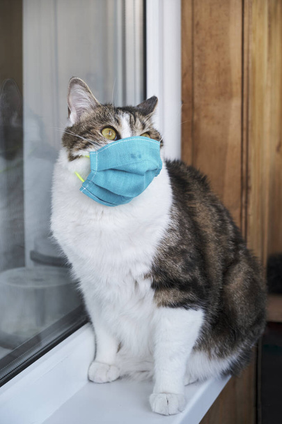 Kočka v lékařské masce. Ochranná antivirová maska na kočičí tváři, Ochranná obličejová maska pro zvířata. COVID-19, Coronovirus, hantavirus. Lékařská maska z koronaviru, hantaviru. - Fotografie, Obrázek
