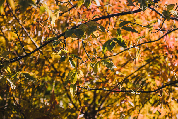 vibrant yellow and orange leaves on autumn trees shot with telephoto and bokeh effect - Foto, Imagem