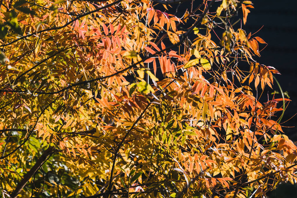 vibrant yellow and orange leaves on autumn trees shot with telephoto and bokeh effect - Foto, imagen