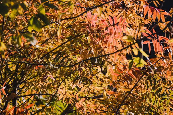 vibrant yellow and orange leaves on autumn trees shot with telephoto and bokeh effect - Foto, Bild