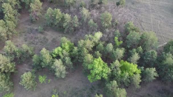 green pine forest. forest from above. - Footage, Video