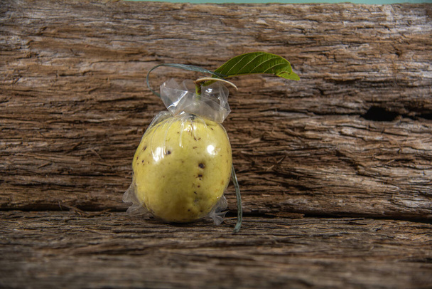 Guava fruits (Psidium guajava L.) wrapped in a protective plastic bag. Guava is a tropical fruit, native to all of America, except Canada, and South Africa - Photo, Image