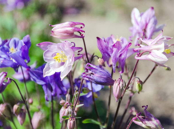 Blühende Grundwasserblumen im Garten - Foto, Bild