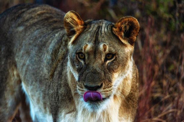 Close-up van een leeuwin in de bush in het Welgevonden wildreservaat, Zuid-Afrika - Foto, afbeelding