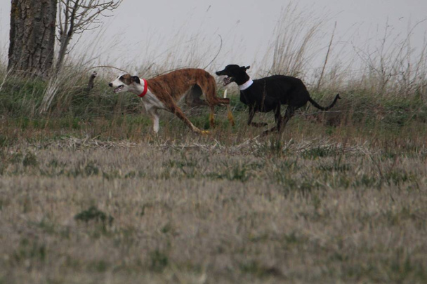 Açık arazide tavşan avlayan İspanyol köpeklerin çarpıcı fotoğrafları. - Fotoğraf, Görsel