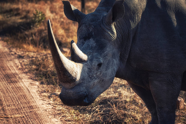 White rhinoceros (Ceratotherium simum), Welgevonden Game Reserve, South Africa - Фото, зображення