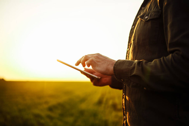 Gros plan des mains du jeune agriculteur tenant une tablette et vérifiant l'état d'avancement de la récolte au champ de blé vert au coucher du soleil. Le travailleur suit les perspectives de croissance. Concept agricole
 - Photo, image