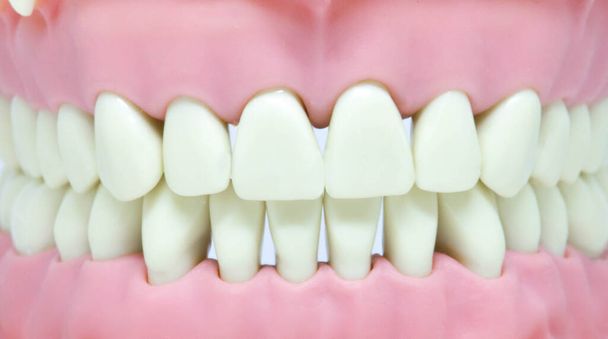 Zuby na modelu zubaře, ústní a zubní hygiena pro zdravotní péči a prevenci - Fotografie, Obrázek