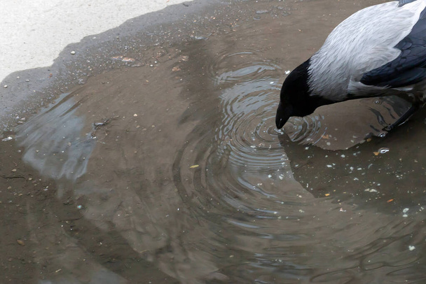 одиночный серый ворон крупным планом, изолированный на сером фоне
 - Фото, изображение