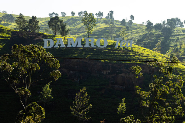 Damro Tea Board landscape : Damro Labookellie Tea Centre and Tea garden - Photo, Image