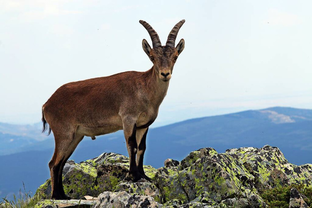Iberian Ibex (Capra pyrenaica) on a cliff of Spain. Iberian ibex, Spanish ibex, Spanish wild goat or Iberian Wild goat. - Photo, Image