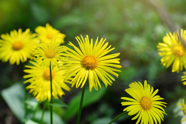 Close-up of Doronicum orientale or leopard's bane with bright yellow flowers. Decorative flowering plant in the garden. - Photo, Image