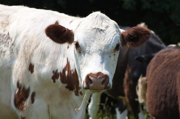 Retrato de una vaca masticando hierba
 - Foto, imagen