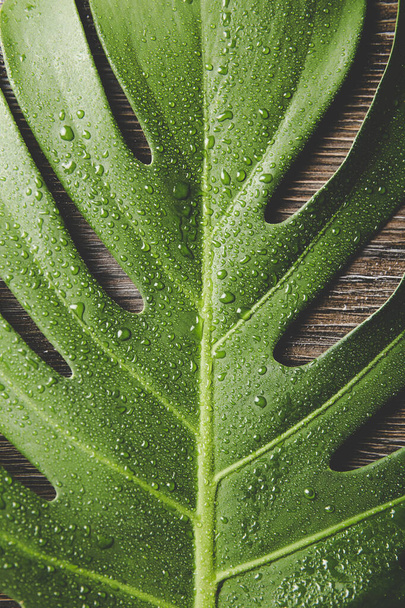 Beautiful green bright Monstera deliciosa leaf( also known as Swiss cheese plant) with water drops indoors, contrast light, dark brown wooden background. Copy space. - Photo, Image