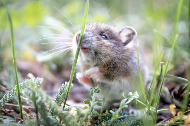 Cute little myszy drewna (Apodemus sylvaticus) poszukiwania paszy w miejskim parku jako dzikie zwierzę w środowisku naturalnym jest mała mysz, ale duże szkodniki i szkodniki leśne i ofiarą szkodników tępiciela - Zdjęcie, obraz