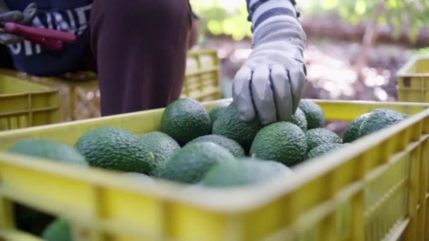 A woman farmer working in the hass avocado harvest season. Selective Focus - Imágenes, Vídeo