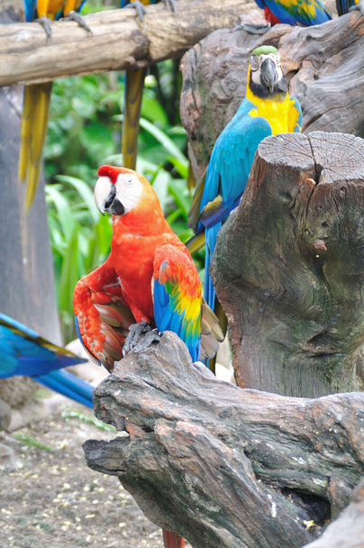 Renkli papağan grubu - Fotoğraf, Görsel