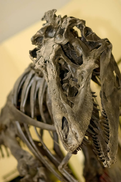 Dinosaurus fossiel in meseum - Foto, afbeelding