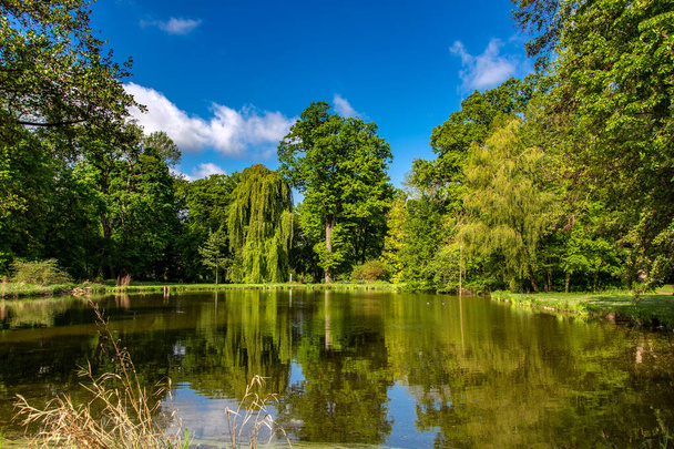 Idyllic scene on a lake with an old oak tree and a blue sky - Photo, Image