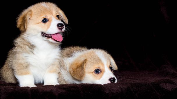 two welsh corgi puppy lies - Fotó, kép