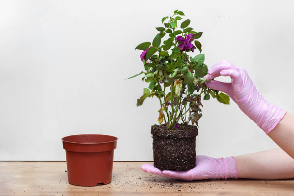 Woman hands in gloves transplanting rose flower plant a into a new pot. plucks dry leaves from a houseplant - Fotó, kép
