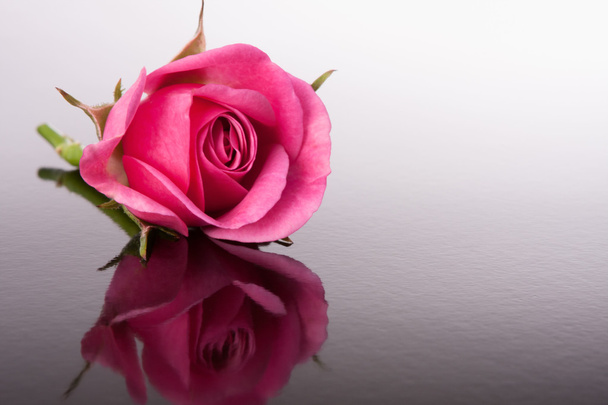 rose flower with reflection on dark surface still life - Valokuva, kuva