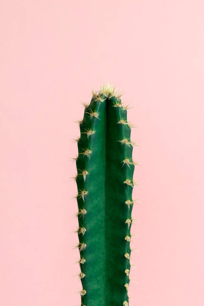 Minimal green cactus houseplant on pastel pink background photography - Fotó, kép