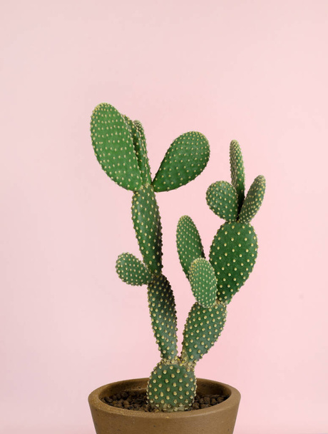Zielony kaktus z żółtą kropką wzór houseplant w puli na pastelowym różowym tle fotografii - Zdjęcie, obraz