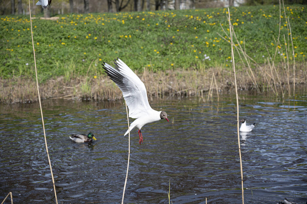 Black-headed gull flying in the park. Seagull soared over small river. - Photo, Image