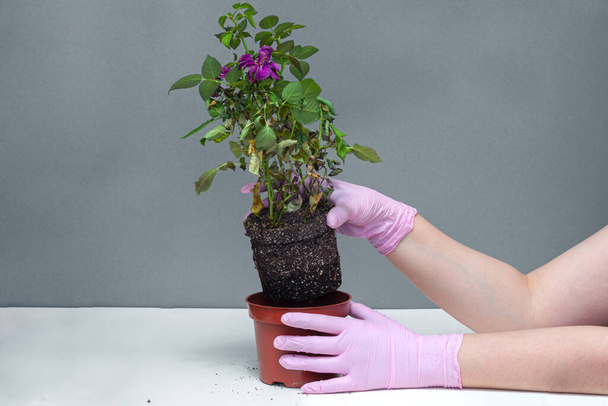 Woman hands in gloves get out of the pot houseplant rose and holds the root system in his hands, transplanting rose flower plant - Foto, afbeelding