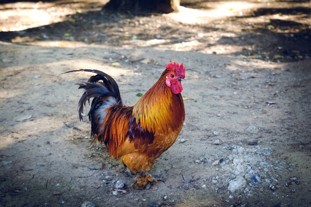 beautiful multi-colored rooster on a farm - Photo, Image