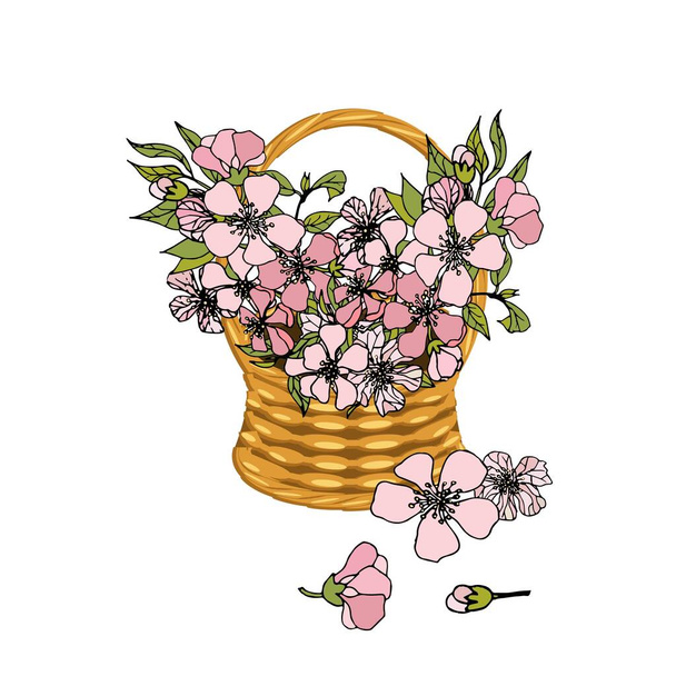 Sakura flowers in basket wicker with a vine. Bouqet pink flowers art design elements object isolated stock vector illustration for web, for print - Vector, Image