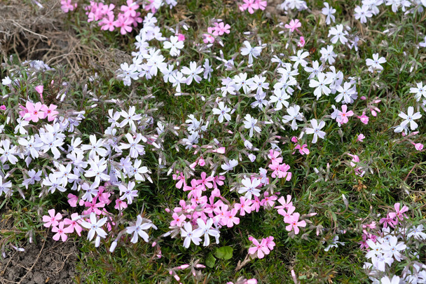 Phlox ground cover on a flower bed. Small pink flowers for decoration puffs in the garden. Flowering Phlox subulata bushes close-up. - Photo, Image