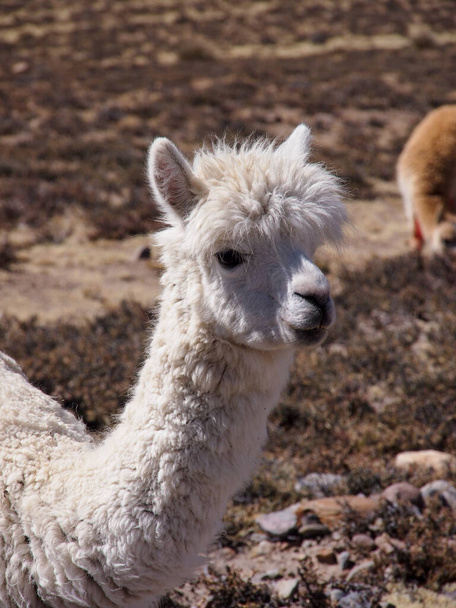 Un lama dans le désert du Pérou
 - Photo, image