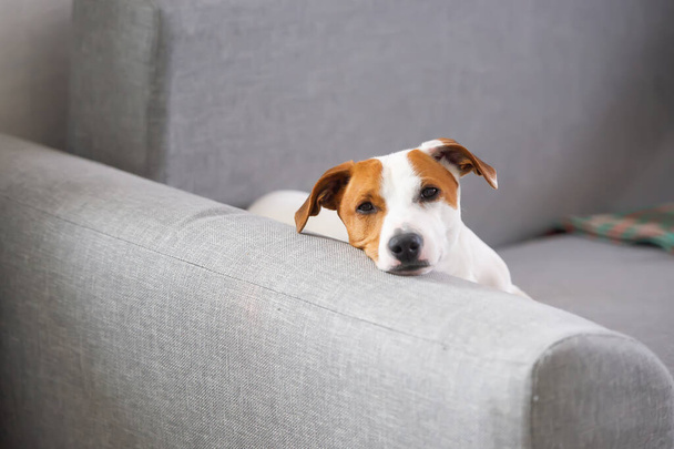 Yorgun ve tembel Jack Russell terrier köpeği uykuya dalıyor, kanepede uzanıyor, evde dinleniyor. - Yakın çekim. Kanepedeki köpek yavrusu, üzgün ve yalnız görünüyor.. - Fotoğraf, Görsel