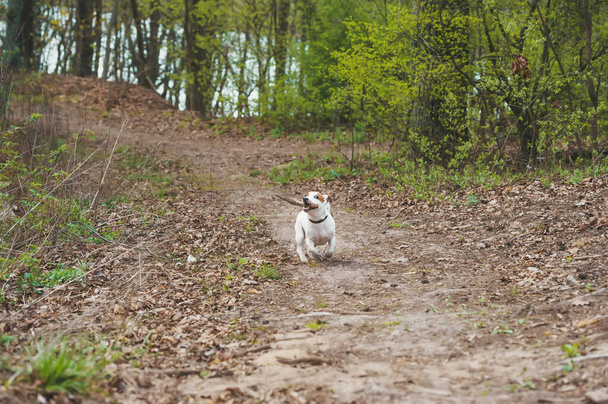 Mały biały piesek biegający z małym drewnianym patykiem w lesie na ścieżce. Zwierzęta na spacerze. Fotografia zwierząt domowych - Zdjęcie, obraz