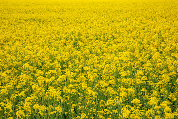 Rapeseed field in summer as nature background - Photo, Image