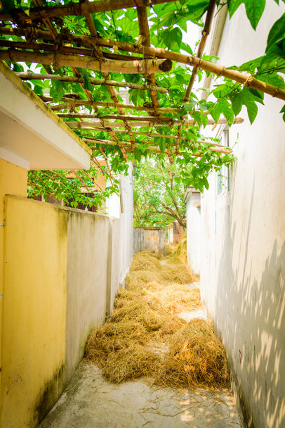 Petite ruelle à la campagne maison résidentielle avec paillis de paille de riz et paillis de bambou aux fruits du Gac au Vietnam
 - Photo, image