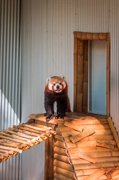 Panda Rojo trepando alrededor de su recinto en un día de verano en Grand Rapids Michigan
 - Foto, Imagen
