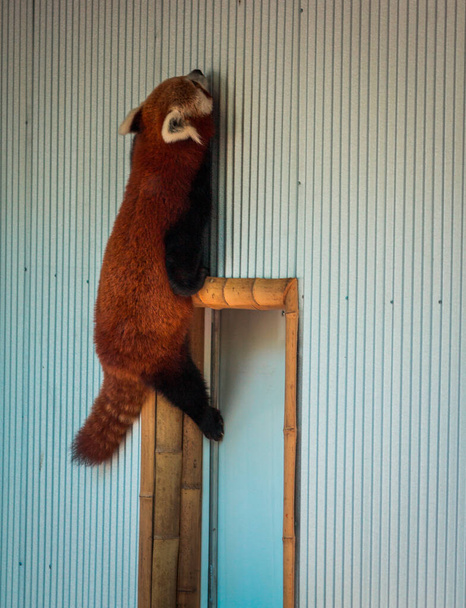 Panda rojo trepando por el lado de su recinto en el zoológico de John Ball
 - Foto, imagen