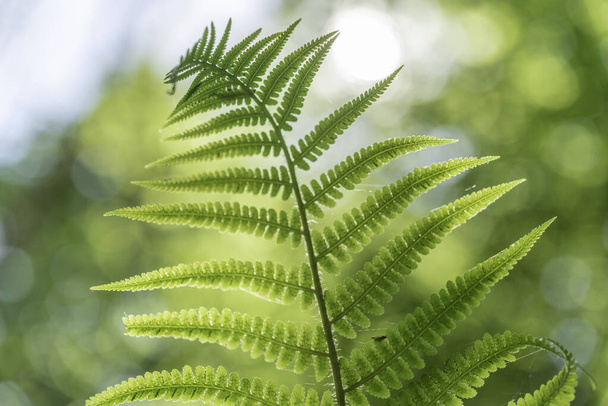 Fern leaf in the forest in spring - 写真・画像