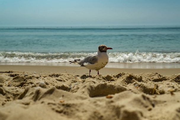 海の海岸に対するカモメの肖像画。白い鳥のカモメがビーチに座っているのを間近で見ることができます。天然水と砂の背景を持つ野生のカモメ. - 写真・画像
