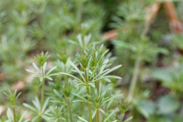 Φύλλα ενός κοινού φυτού σχιστών, Galium aparine - Φωτογραφία, εικόνα
